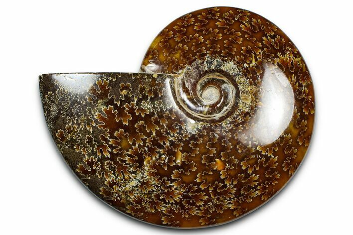 Polished Ammonite (Cleoniceras) Fossil - Madagascar #369618
